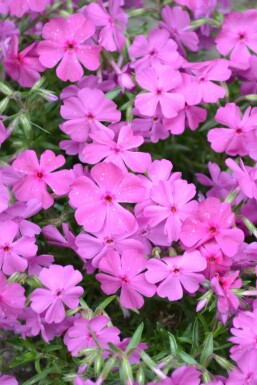 Phlox subulata 'Mac Daniel's Cushion' Mossflox 5-10 i kruka P9 Phlox subulata 'Mac Daniel's Cushion'
