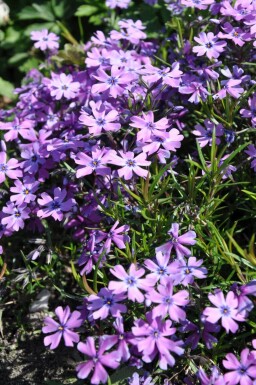 Phlox subulata 'Purple Beauty' Mossflox 5-10 i kruka P9 Phlox subulata 'Purple Beauty'