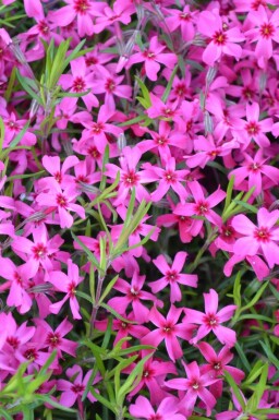 Phlox subulata 'Scarlet Flame' Mossflox 5-10 i kruka P9 Phlox subulata 'Scarlet Flame'