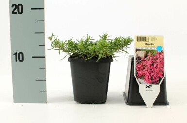 Phlox subulata 'Scarlet Flame' Mossflox 5-10 i kruka P9 Phlox subulata 'Scarlet Flame'