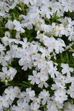 Phlox subulata 'White Delight' Mossflox 5-10 i kruka P9 Phlox subulata 'White Delight'