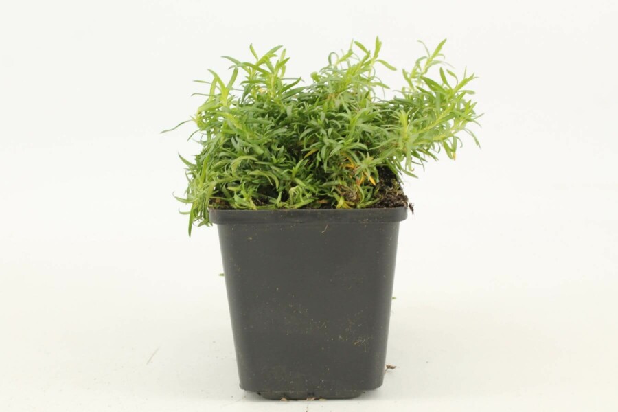 Phlox subulata 'White Delight' Mossflox 5-10 i kruka P9 Phlox subulata 'White Delight'