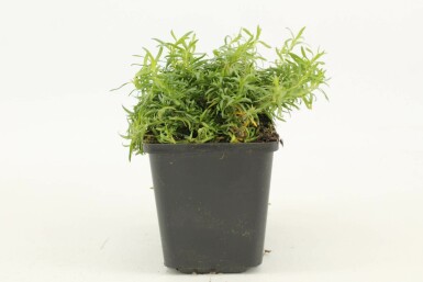 Phlox subulata 'White Delight' Mossflox 5-10 i kruka P9 Phlox subulata 'White Delight'