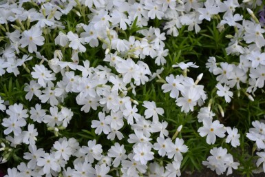 Phlox subulata 'White Delight' Mossflox 5-10 i kruka P9 Phlox subulata 'White Delight'
