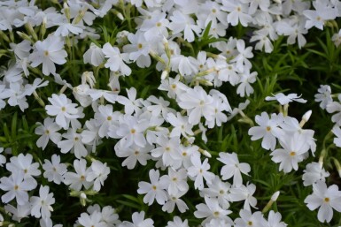 Phlox subulata 'White Delight' Mossflox 5-10 i kruka P9 Phlox subulata 'White Delight'