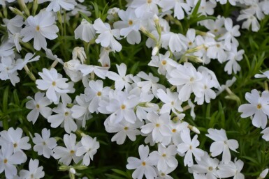 Phlox subulata 'White Delight' Mossflox 5-10 i kruka P9 Phlox subulata 'White Delight'