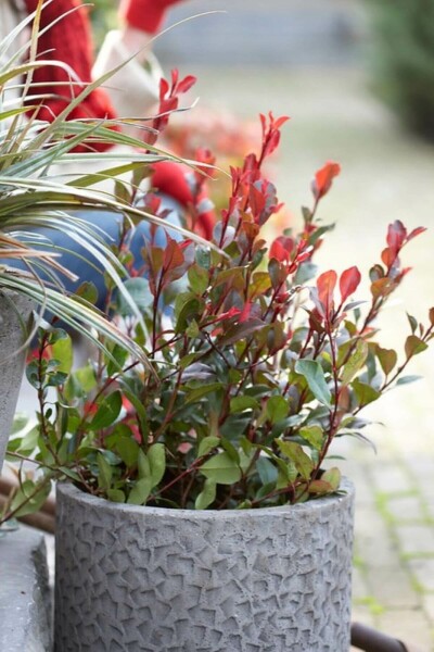Photinia × fraseri 'Little Red Robin' C2 20-30