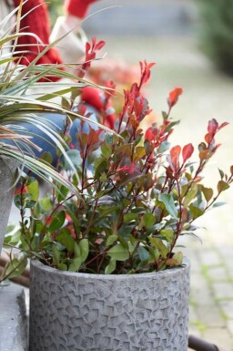 Photinia × fraseri 'Little Red Robin' C2 20-30