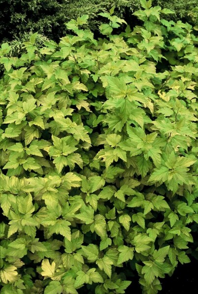 Physocarpus opulifolius 'Dart's Gold' C10 40-50