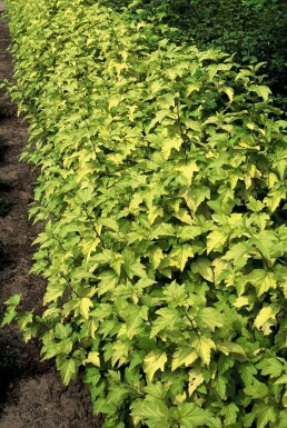 Physocarpus opulifolius 'Dart's Gold' C10 40-50
