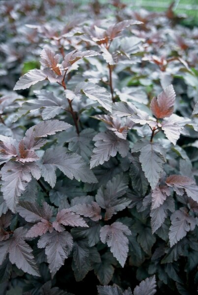 Physocarpus opulifolius 'Diabolo' C12 80-100