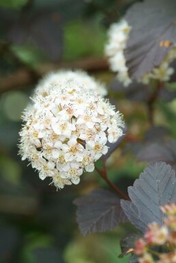Physocarpus opulifolius 'Diabolo' C12 80-100