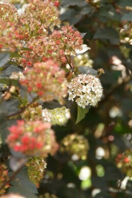 Physocarpus opulifolius 'Diabolo' C12 80-100