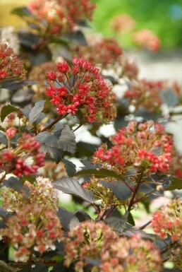 Physocarpus opulifolius 'Diabolo' C12 80-100