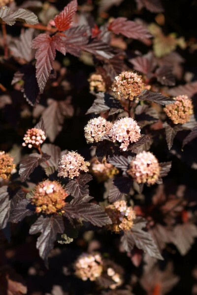Physocarpus opulifolius 'Lady in Red' C12 80-100