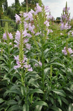 Physostegia virginiana 'Bouquet Rose' Drakmynta 5-10 i kruka P9 Physostegia virginiana 'Bouquet Rose'