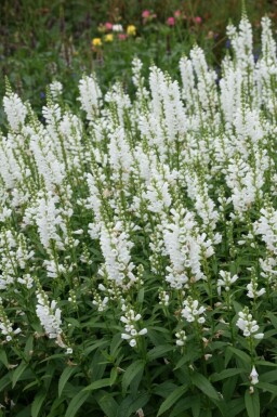 Physostegia virginiana 'Summer Snow' Drakmynta 5-10 i kruka P9 Physostegia virginiana 'Summer Snow'