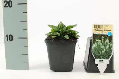 Physostegia virginiana 'Summer Snow' Drakmynta 5-10 i kruka P9 Physostegia virginiana 'Summer Snow'