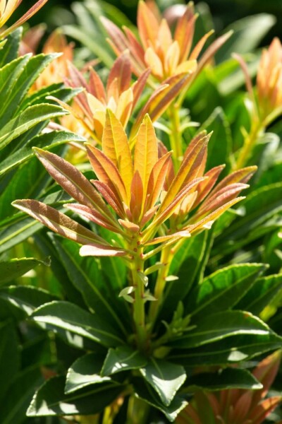 Pieris japonica 'Little Heath Green' C2 15-20