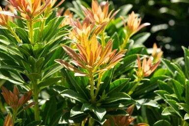 Pieris japonica 'Little Heath Green' C2 15-20