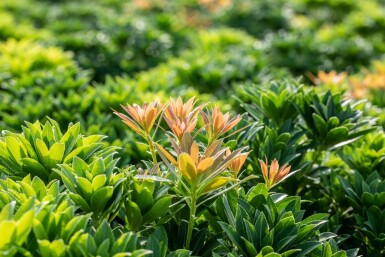 Pieris japonica 'Little Heath Green' C2 15-20