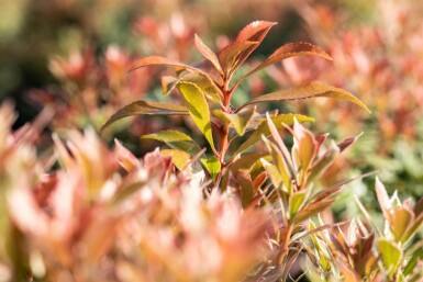 Pieris japonica 'Little Heath Green' C2 15-20