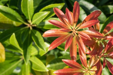 Pieris japonica 'Little Heath Green' C2 15-20