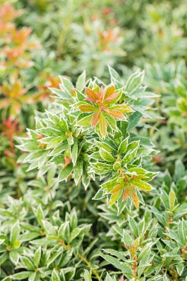 Pieris japonica 'Little Heath' Japansk buskrosling buske 20-30 i kruka C3 Pieris japonica 'Little Heath' buske 20-30 cm
