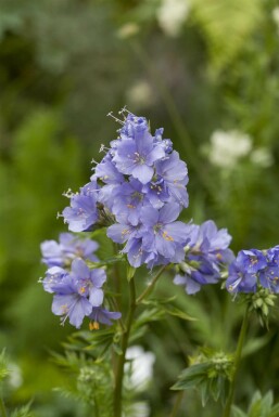 Polemonium caeruleum Blågull 15-20 i kruka P9 Polemonium caeruleum