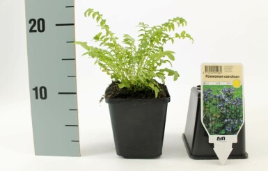 Polemonium caeruleum Blågull 15-20 i kruka P9 Polemonium caeruleum