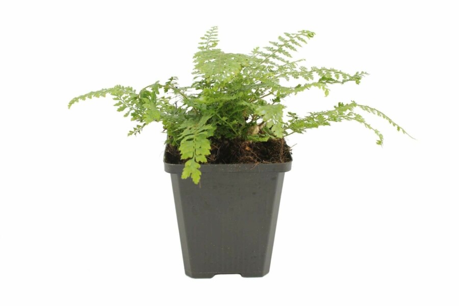 Polystichum setiferum 'Herrenhaus' Spetsbräken 5-10 i kruka P9 Polystichum setiferum 'Herrenhaus'