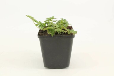 Potentilla aurea Gullfingerört 5-10 i kruka P9 Potentilla aurea