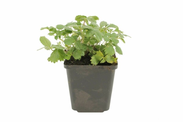 Potentilla nepalensis 'Miss Willmott' Indisk fingerört 5-10 i kruka P9 Potentilla nepalensis 'Miss Willmott'