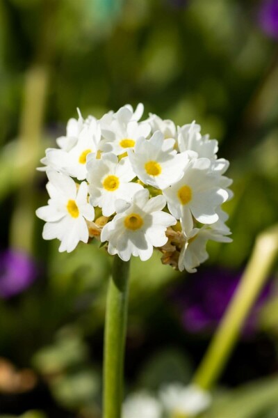 Primula denticulata 'Alba' Bollviva 5-10 i kruka P9 Primula denticulata 'Alba'