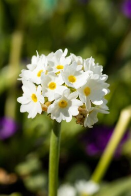 Primula denticulata 'Alba' Bollviva 5-10 i kruka P9 Primula denticulata 'Alba'