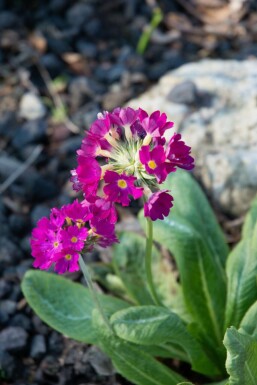 Primula denticulata 'Rubin' Bollviva 5-10 i kruka P9 Primula denticulata 'Rubin'
