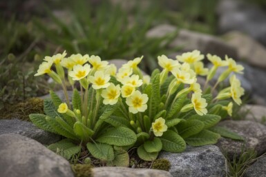 Primula vulgaris