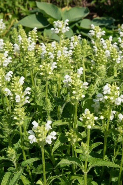 Prunella grandiflora 'Alba' Praktbrunört 5-10 i kruka P9 Prunella grandiflora 'Alba'