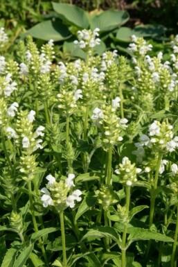 Prunella grandiflora 'Alba' Praktbrunört 5-10 i kruka P9 Prunella grandiflora 'Alba'