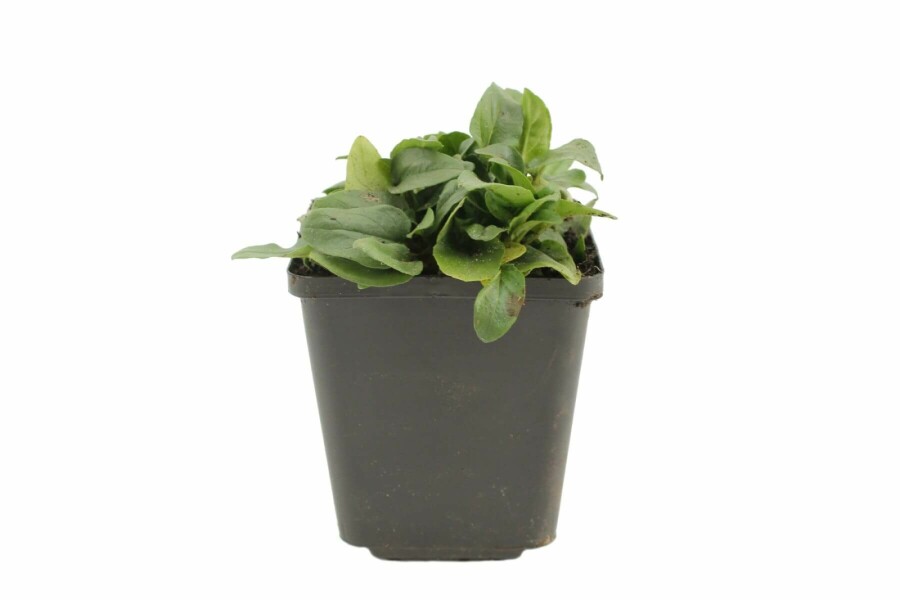 Prunella grandiflora 'Alba' Praktbrunört 5-10 i kruka P9 Prunella grandiflora 'Alba'