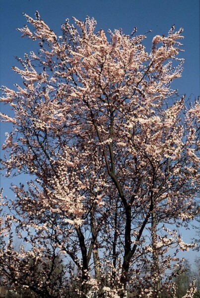 Prunus cerasifera 'Nigra' C10 60-80