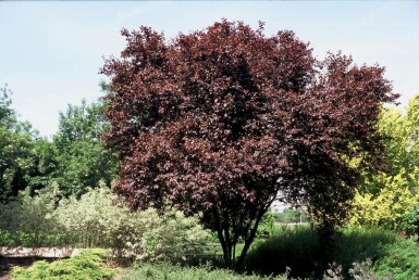 Prunus cerasifera 'Nigra' C10 60-80