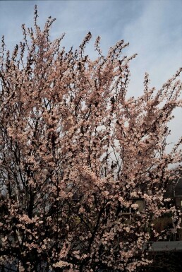 Prunus cerasifera 'Nigra' C10 60-80