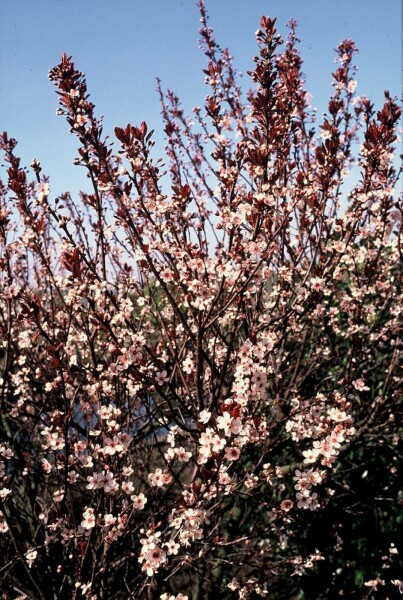 Prunus × cistena C2,5 30-40
