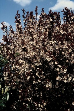 Prunus × cistena C2,5 30-40