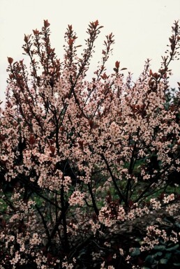 Prunus × cistena C2,5 30-40