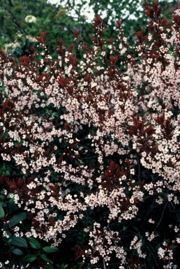 Prunus × cistena C2,5 30-40