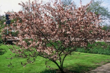 Prunus × cistena C2,5 30-40