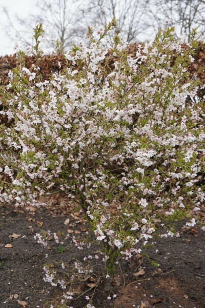 Prunus incisa 'Kojou No Mai' C10 40-50