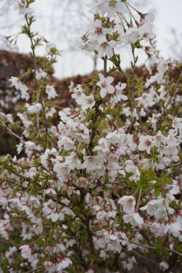 Prunus incisa 'Kojou No Mai' C10 40-50